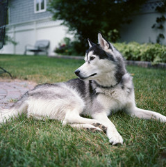 siberian husky