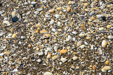 Shells and broken shell pieces on the sand on the beach in Paihia, Bay of Islands, New Zealand