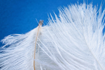 macro photo of white feathers on blue background for wedding