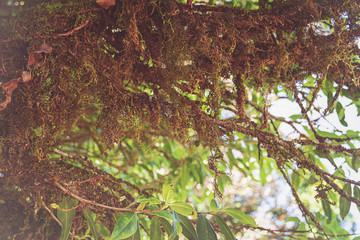 Trees in the forest have mosses and ferns along the trunk.