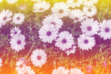 Fototapeta na wymiar Beautiful multicolored flowers background