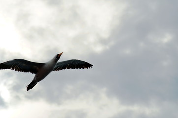 Flying seabird, Masked Booby (Sula dactylatra)