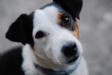 Adorable Jack Russel terrier portrait