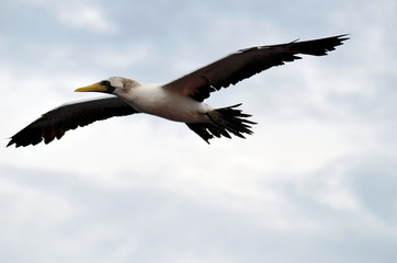 Flying seabird, Masked Booby (Sula dactylatra)