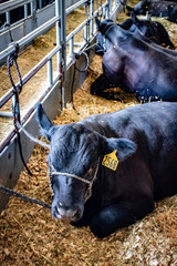 Black Cows Rest in a Pen with Hay and Wood Chips at the San Diego County Fair, California, USA
