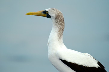 Portrait of seabird Masked Booby (Sula dactylatra)