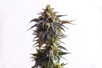 Detail of Cannabis flower (CBD dream strain) isolated over white