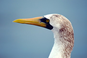 Portrait of the bird, Masked Booby - Sula dactylatra.