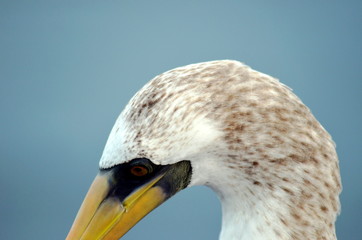 Portrait of the bird, Masked Booby - Sula dactylatra.