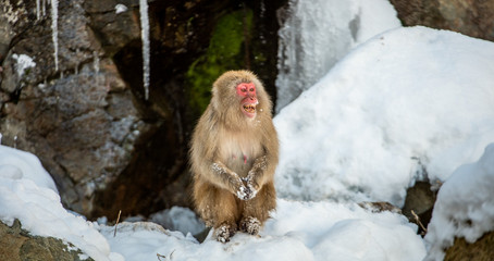 Japanese macaque sitting on a snow. Scientific name: Macaca fuscata, also known as the snow monkey. Natural habitat, winter season. Japan.