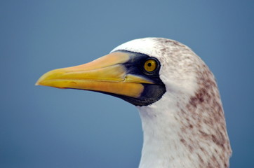 Portrait of the bird, Masked Booby - Sula dactylatra.