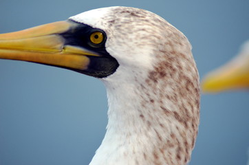 Portrait of the bird, Masked Booby - Sula dactylatra.