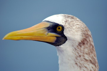 Portrait of the bird, Masked Booby - Sula dactylatra.