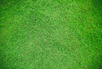 Fototapeta na wymiar Green grass background texture, Green grass texture background, Green lawn, Backyard for background, Grass texture.