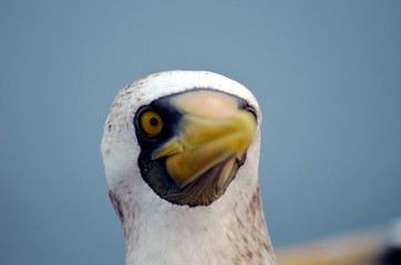 Portrait of the bird, Masked Booby - Sula dactylatra.