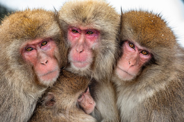 Japanese macaques. Close up group portrait. The Japanese macaque ( Scientific name: Macaca fuscata), also known as the snow monkey. Natural habitat, winter season.