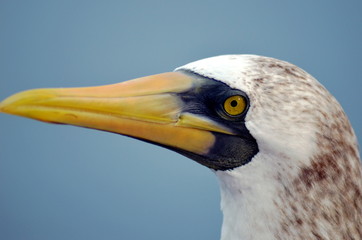 Portrait of the bird, Masked Booby - Sula dactylatra.