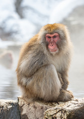 Japanese macaque on the stone, near natural hot springs. Scientific name: Macaca fuscata, also known as the snow monkey. Natural habitat. Japan.