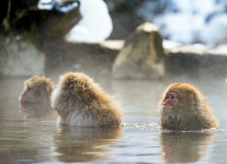 Japanese macaque in the water of natural hot springs, steam above water. Onsen. The Japanese macaque, Scientific name: Macaca fuscata, also known as the snow monkey. Natural habitat, winter season.