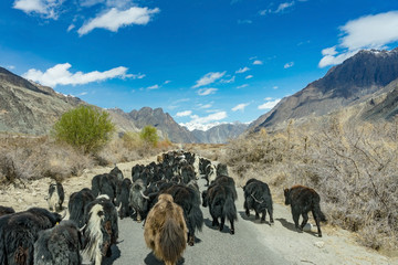 Wild yak walking the road on the way to turtuk of background mountain landscape against blue sky in Leh, Ladakh, India.