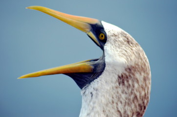 Portrait of the bird, Masked Booby - Sula dactylatra.