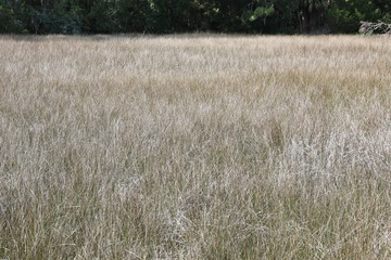 Grass lands