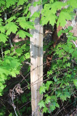 Old fence line