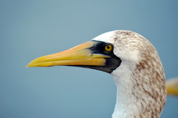 Portrait of the bird, Masked Booby - Sula dactylatra.