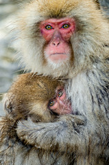 Japanese macaque breastfeeding a cub. Closeup portrait. Japanese macaque, Scientific name: Macaca fuscata, also known as the snow monkey. Winter season. Natural habitat. Japan.
