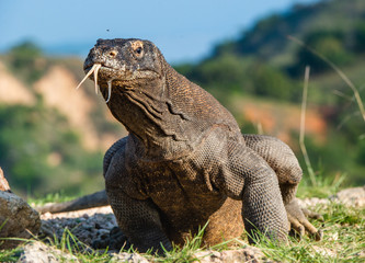Obraz premium Komodo dragon with stuck out his forked tongue sniff air. Scientific name: Varanus komodoensis. Biggest in the world living lizard in natural habitat. Island Rinca. Indonesia.