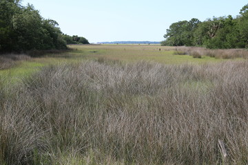 Inlet Grass