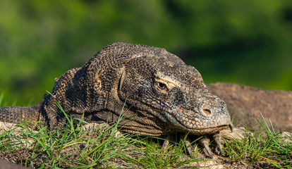 Komodo dragon. Close up portrait. Scientific name: Varanus komodoensis. Biggest living lizard in...