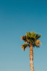 Blue sky and a palm tree © Rawpixel.com