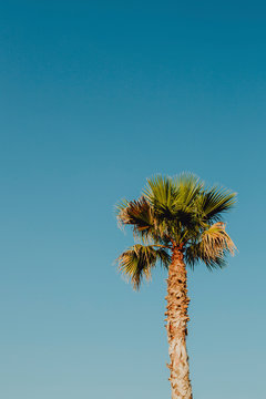 Blue sky and a palm tree