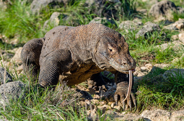Komodo dragon with stuck out his forked tongue sniff air. Scientific name: Varanus komodoensis. Biggest in the world living lizard in natural habitat. Island Rinca. Indonesia.