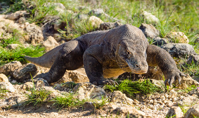 Walk of Komodo dragon. Front view. Scientific name: Varanus komodoensis.  Natural habitat. Biggest living lizard in the world.  island Rinca. Indonesia.
