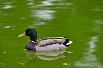 A duck in the lagoon