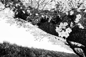 日本の桜を見上げる