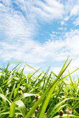 The image of the natural beauty that God created With both hardness, gentle, natural balance