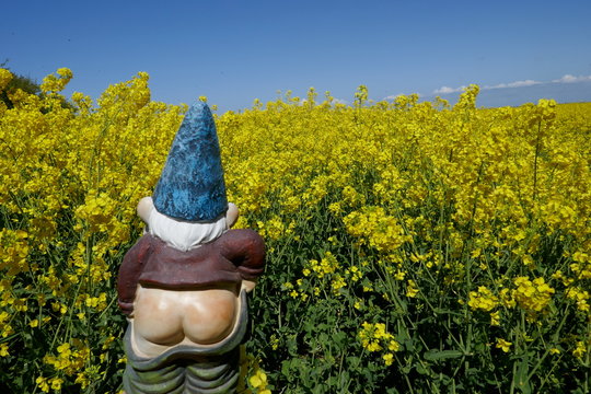 Garden Gnome, rear view,  in front of blooming rape field (Not protected by copyright)