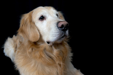 Golden retriever