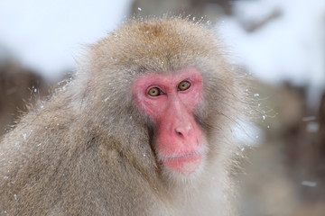 Close Up snow monkey onsen (macaques) in the pool in winter at the snow monkey park, Japan