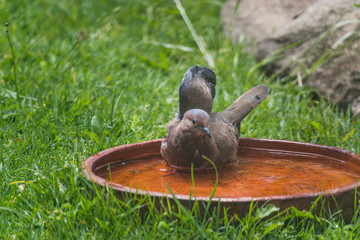 Pidgeon bathing in a clay pot in the grass drying and showing off wing