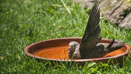 Pidgeon bathing in a clay pot in the grass drying and showing off wing