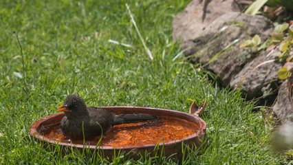 Common black bird, or thrush, bathing in a clay pot in the sun among the grass and looking up