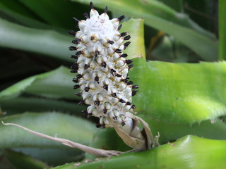 Primer plano del fruto de Aechmea, una bromelia en condiciones de cultivo