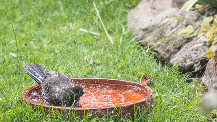 Common black bird, or thrush, bathing in a clay pot in the sun among the grass and looking up