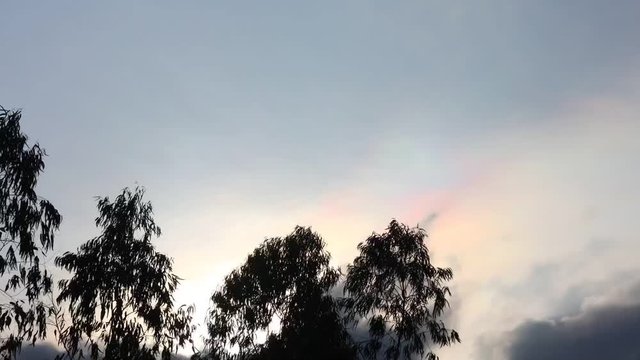 Iridescence multicoloured time lapse tropical skies with treetops and rainbow pastel colours forming. Natural majestic phenomenon caused by small water droplets.