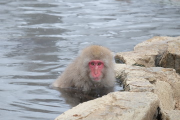 Fototapeta premium Snow monkey onsen (macaques) in the pool in winter at the snow monkey park, Japan