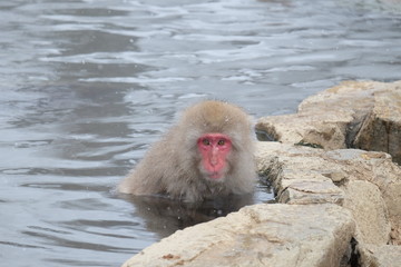 Snow monkey onsen (macaques) in the pool in winter at the snow monkey park, Japan